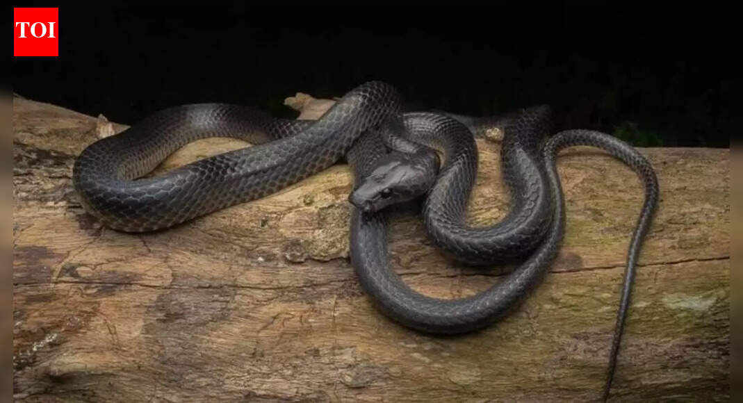 World’s new wolf snake species discovered on Great Nicobar Island in a major scientific breakthrough