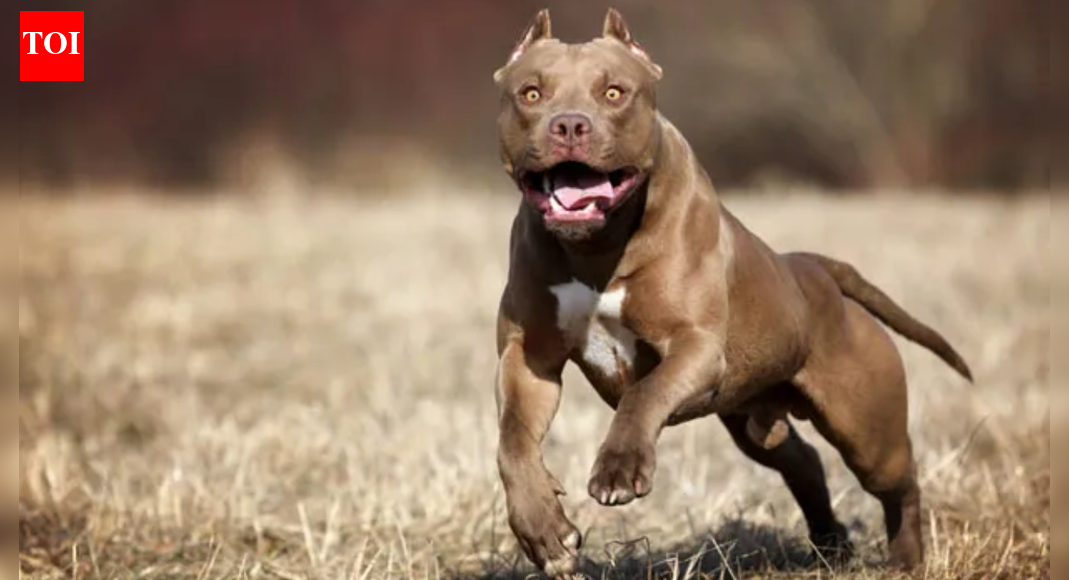 Playtime turns nightmare for 6-year-old as he loses ear in pitbull attack in Delhi