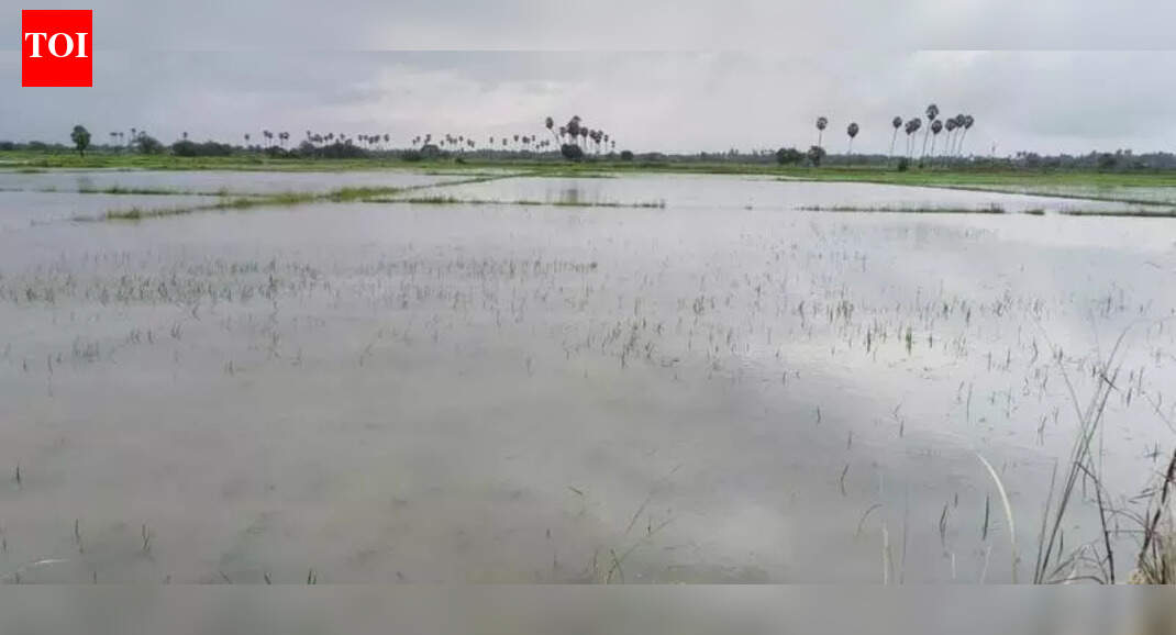 Heavy rain submerges Samba, Thaladi crops in delta districts | Trichy ...