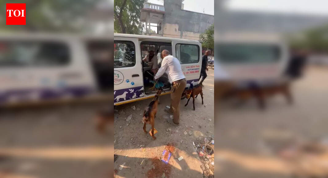 Activists, cops stop animal sacrifice in Panchmahal