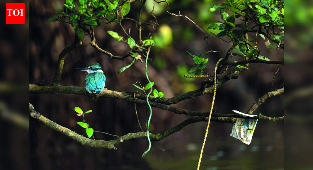 Under the watch of crocs, wildlifers rid Cumbharjua canal of waste