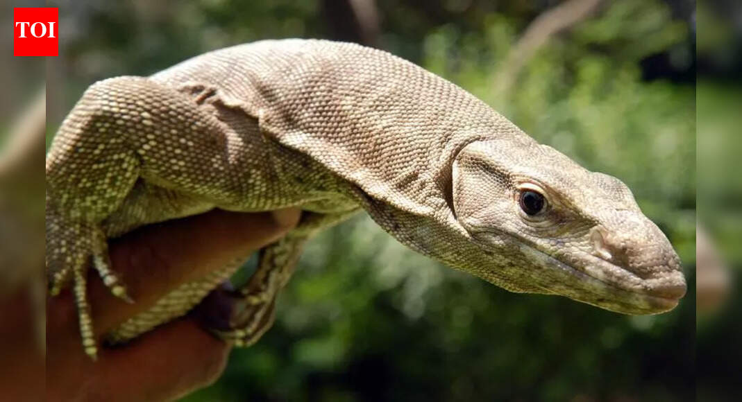 Monitor lizard poaching & meat trade rampant in T | Hyderabad News ...