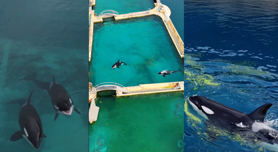 These abandoned orcas in a French marine park are running out of time and every option looks grim