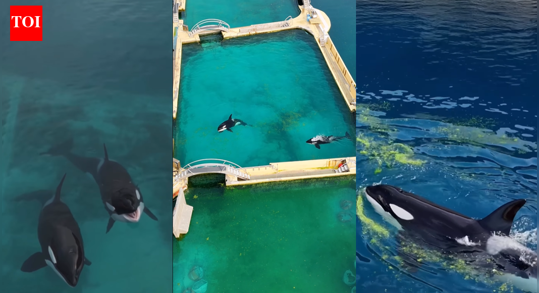 These abandoned orcas in a French marine park are running out of time and every option looks grim