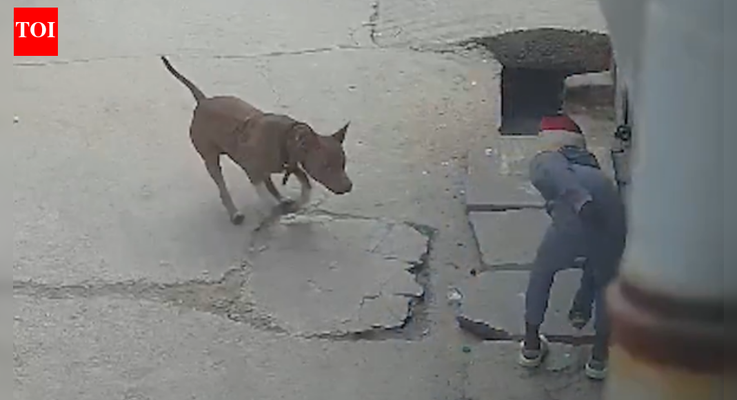 Delhi shocker: 6-year-old's ear mauled by neighbour's pit bull; dog owner arrested