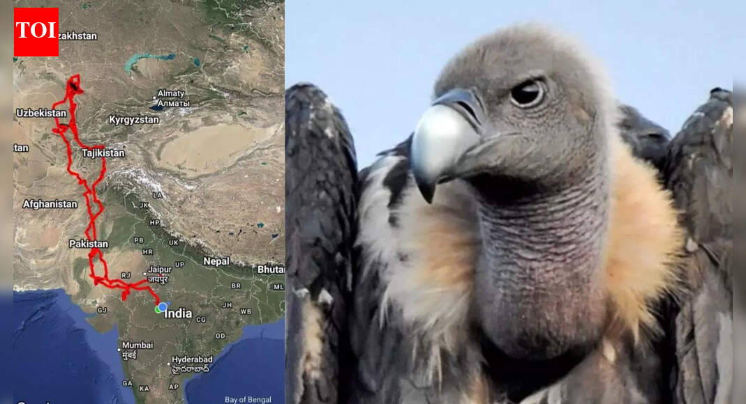 Injured Eurasian Griffon vulture completes 15,000 km epic migration from India to Kazakhstan; discover more about the species and migratory skills
