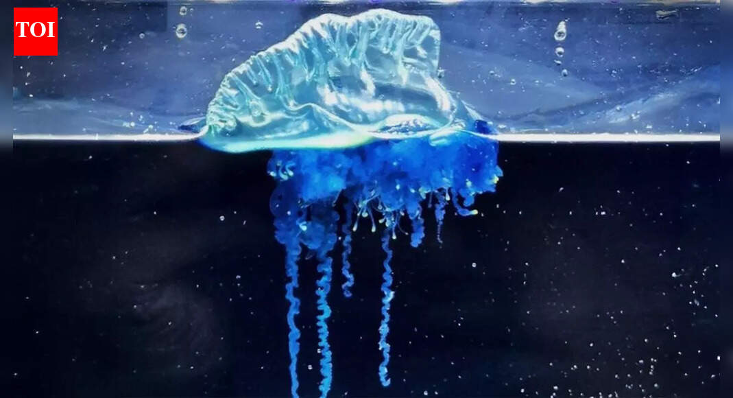 Blue samurai jellyfish found in Japan sparks a major marine discovery and hints at shifting ocean currents