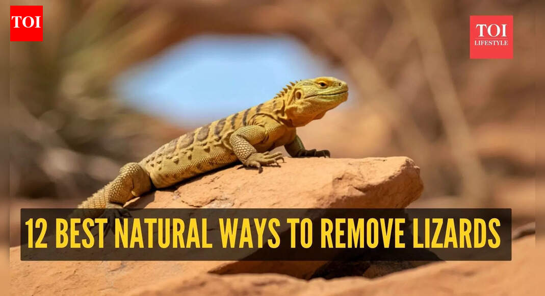 12 best natural ways to remove lizards from home permanently without killing them