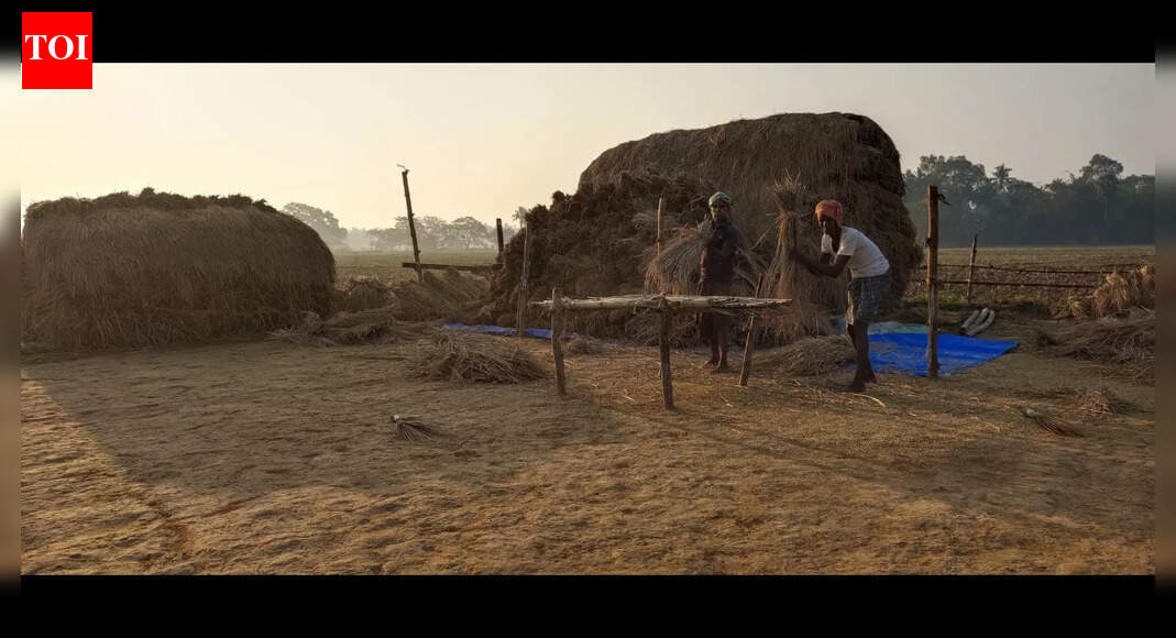 State to procure 81,200MT of paddy from Kendrapada farmers in first phase