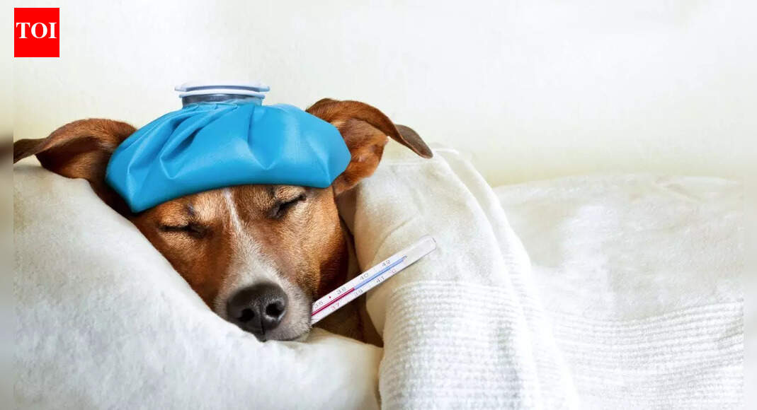 7 foods and drinks that can harm your dog’s liver, heart and nervous system