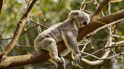 What happens when a koala can’t find a mate? Its calm and unexpected response may surprise you