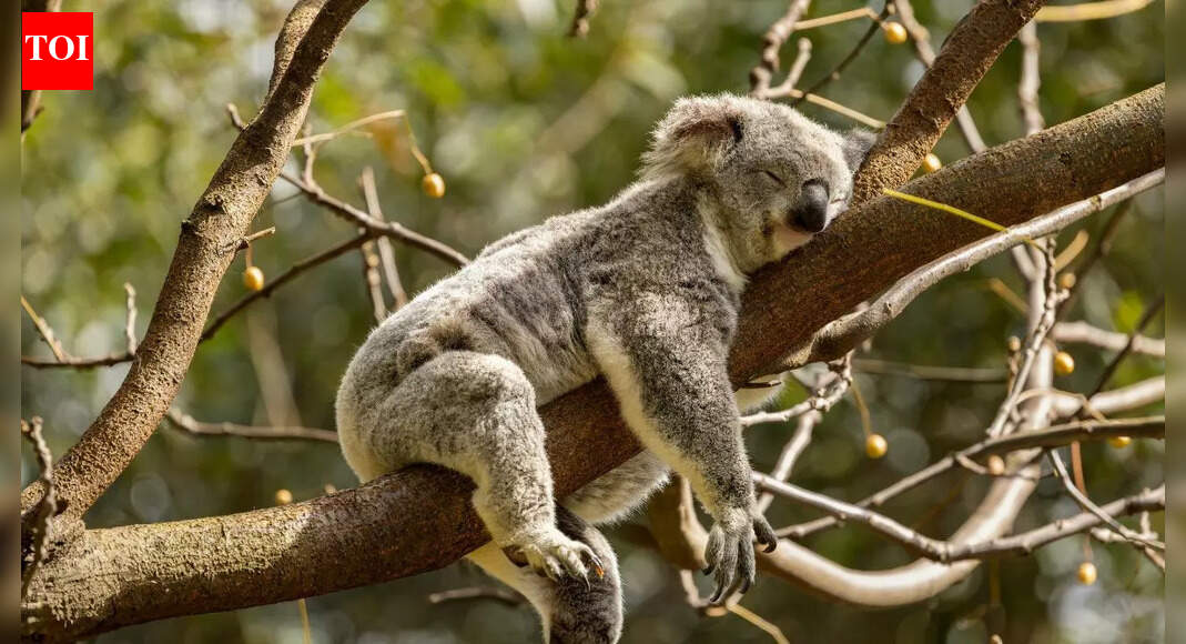 What happens when a koala can’t find a mate? Its calm and unexpected response may surprise you