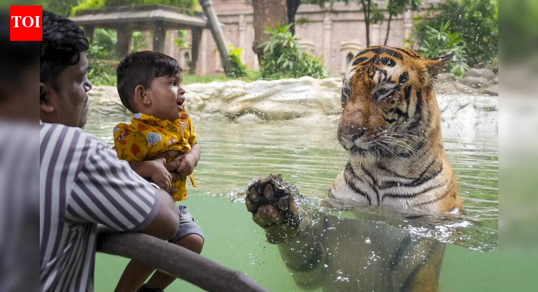 Royal Bengal tiger Shakti dies at Mumbai's Byculla zoo