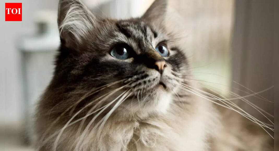 Why you should never cut your cat’s whiskers and what it means for their well-being