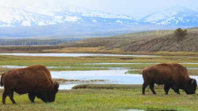 ‘America First’ in national parks: Now foreigners will have to pay a lot more to view them