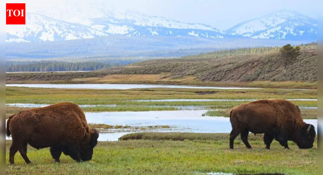 ‘America First’ in national parks: Now foreigners will have to pay a lot more to view them