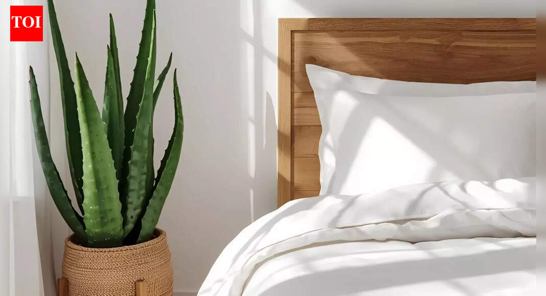 How an aloe vera plant near your bed can improve sleep and indoor air quality