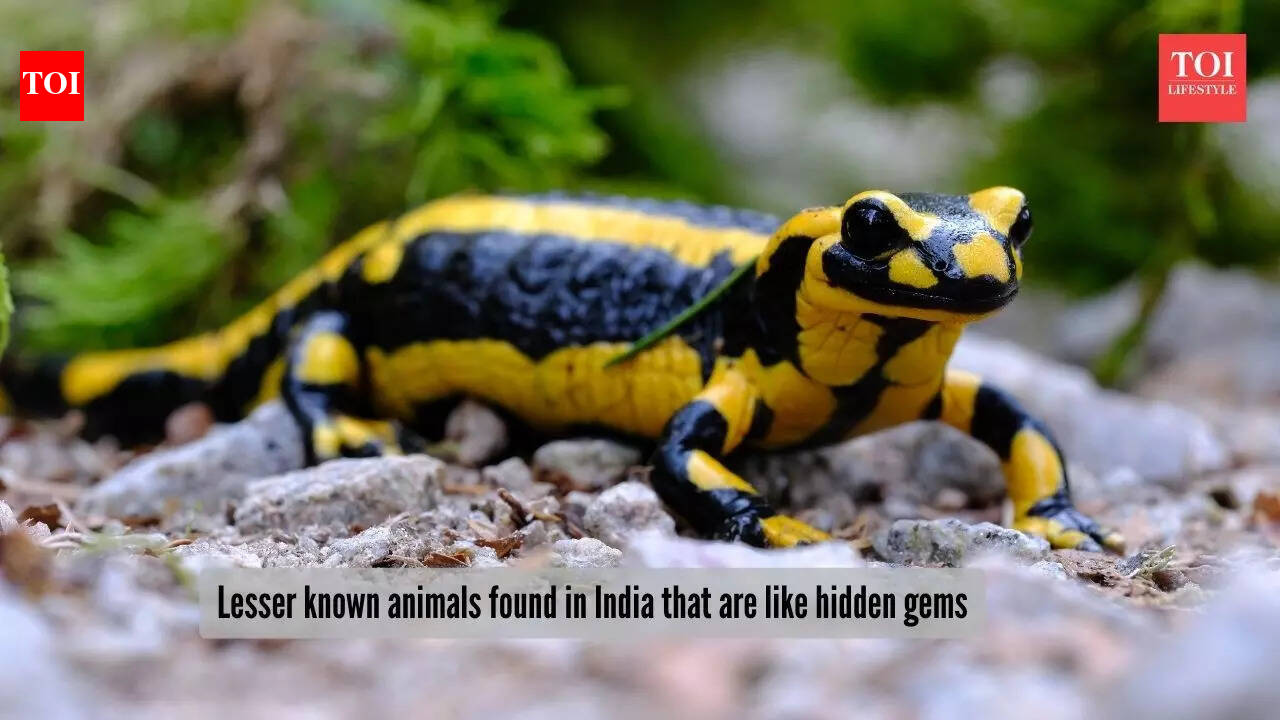 5 rare animals in India that are nature’s best-kept secrets