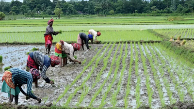 Kharif rice output reaches record 124.5 MT