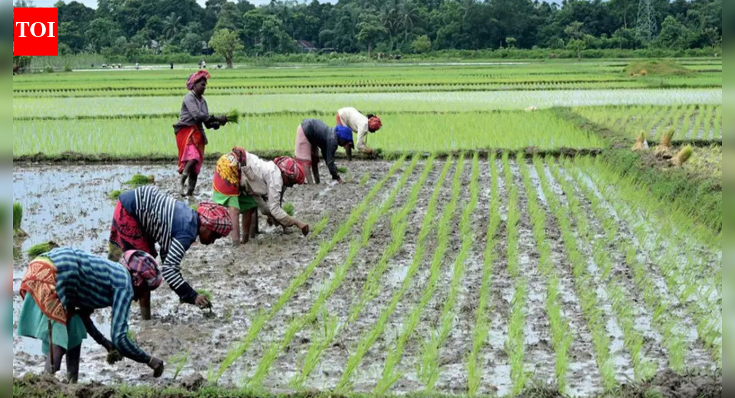 Kharif rice output reaches record 124.5 MT
