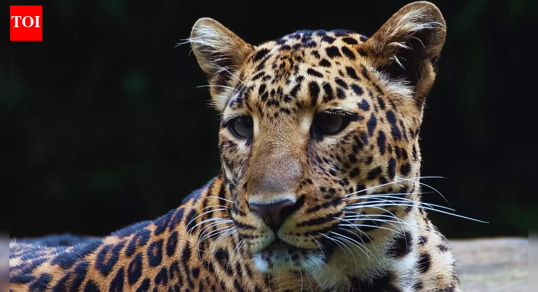 Sugar babies: Leopards groomed to live among tractors, not in the wilderness