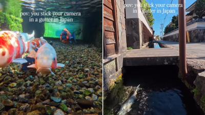 Watch: Camera dipped into Japanese drain stuns viewers — netizens joke 'phir Nobita kis gutter mein girta tha?'
