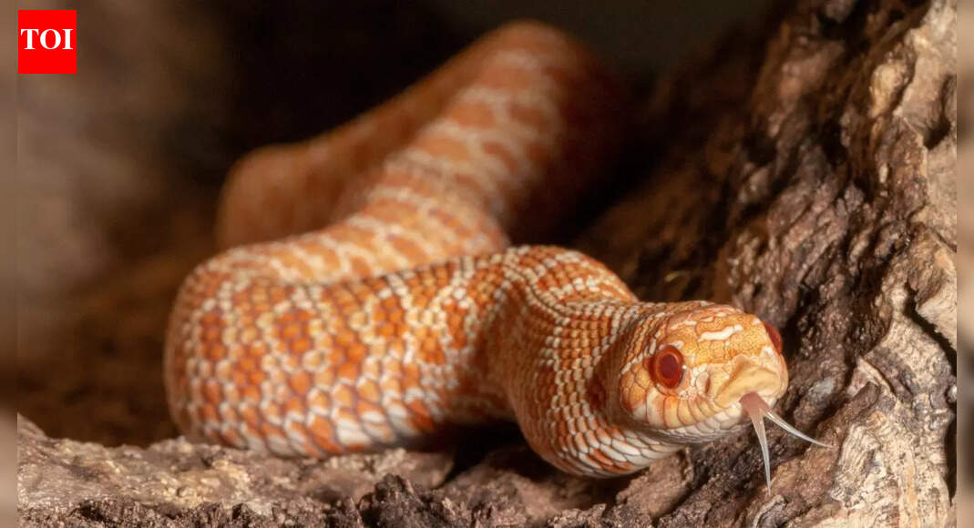 BEWARE! Deadly snakes are on the move, threatening millions in previously safe regions with climate change