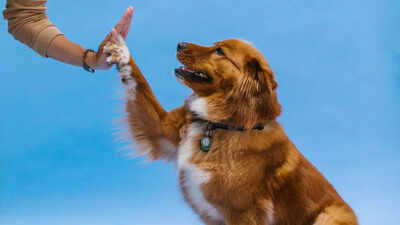 Your dog may get an anti-ageing pill by 2026: Key details on the FDA-supported drug