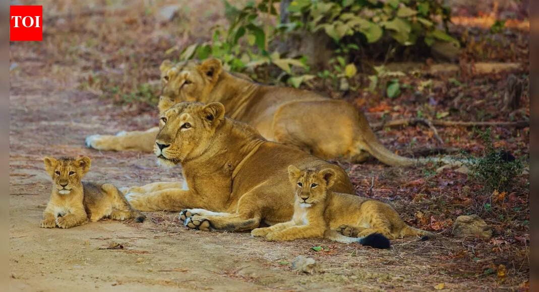 From lions to corals: 5 things that make Gujarat a biodiversity hotspot