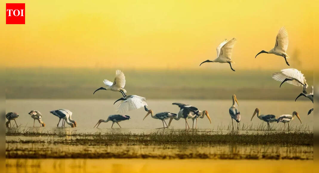 Which Indian state has no national parks but is a hub for winter migratory birds?