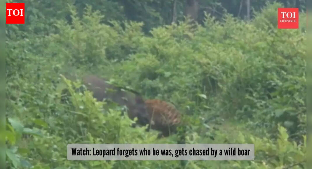 Hunter gets hunted: Watch a wild boar boldly drive off a fierce leopard in viral video