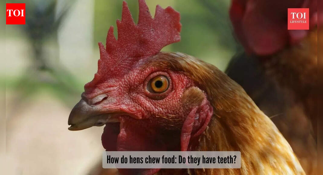 Do hens have teeth? What is the secret behind how they chew food