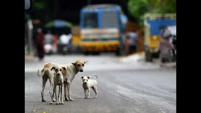 TMC revokes order on feeding strays inside hsg complex