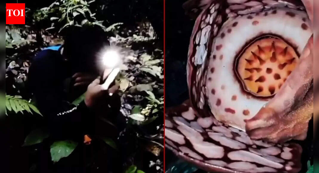 Rare Rafflesia hasseltii bloom finally seen after 13 years in Sumatra’s tiger-patrolled jungle