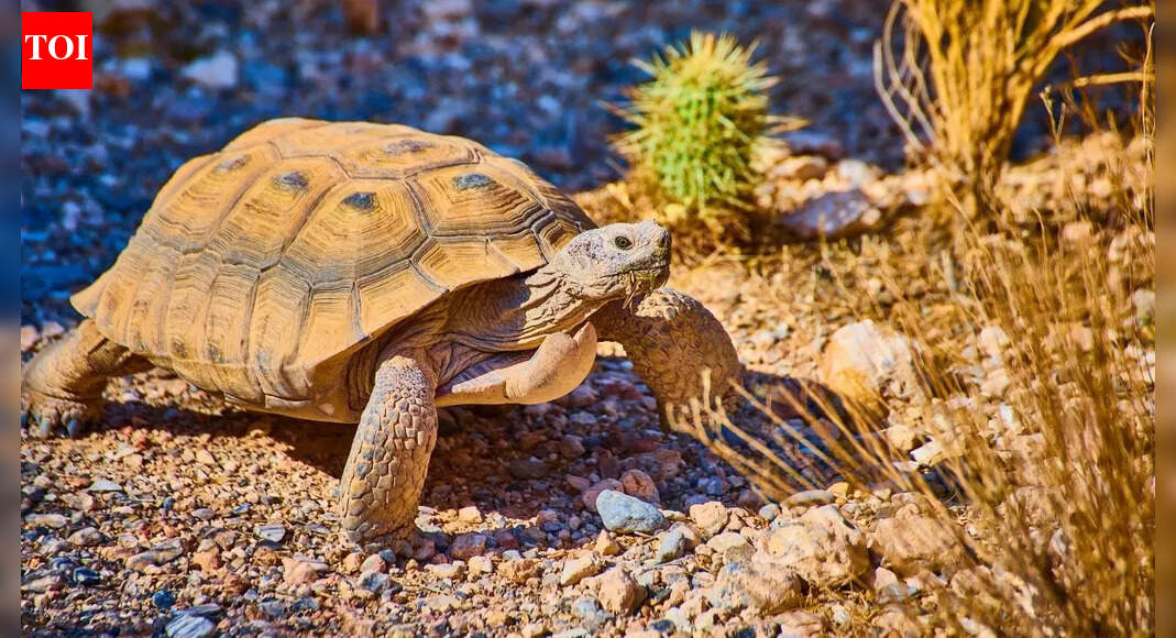 ​From Jonathan to Alagba: 5 tortoises across the world with exceptionally long lifespans​
