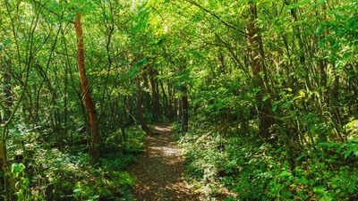 सरकार ने वन बुनियादी ढांचा परियोजनाओं के लिए 10 करोड़ रुपये की मंजूरी दी