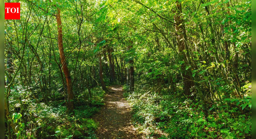 Govt approves Rs10cr for forest infra projects