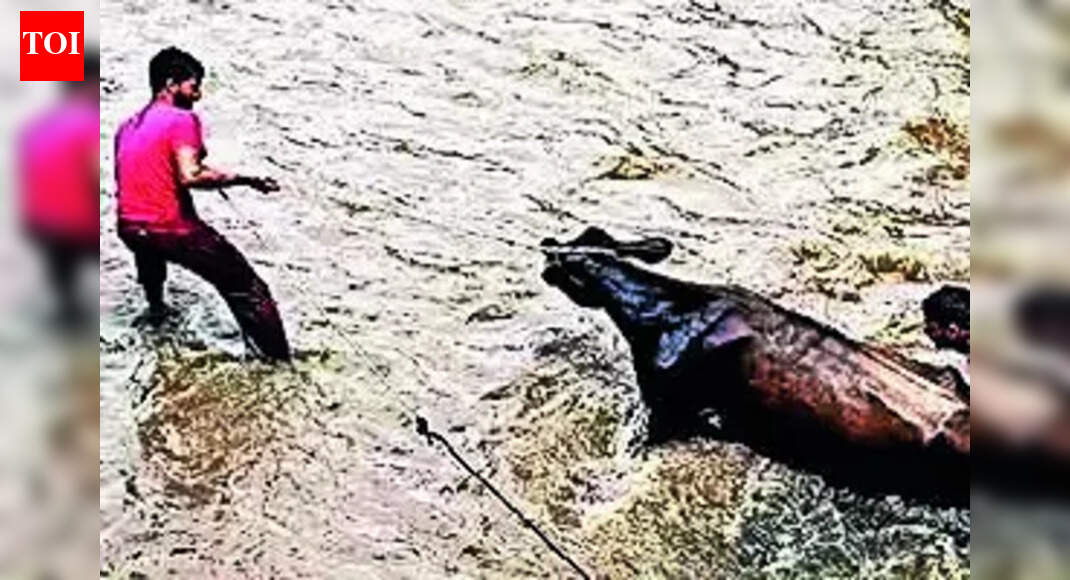 Vets flag gaps in Telangana disaster response, want timely alerts