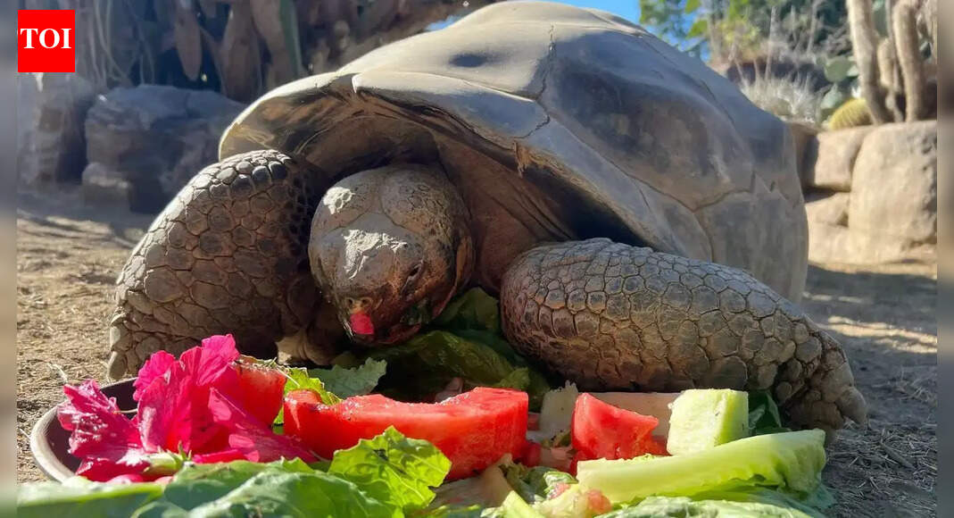 Meet Gramma: The 141-year-old Galápagos tortoise died who witnessed two world wars died at the San Diego Zoo