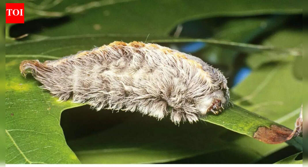 Flannel moth caterpillar: The soft, furry ‘puss’ hides a secret venom that makes it North America’s most dangerous caterpillar