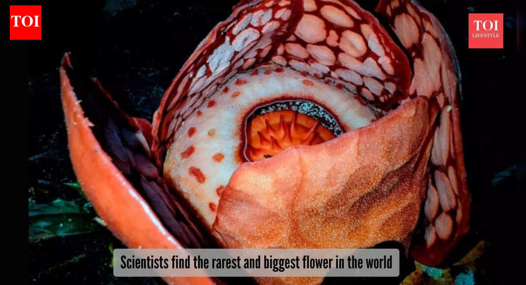 The corpse flower: 13-year hunt ends in tears, as scientists find Earth's rarest flower bloom at night!