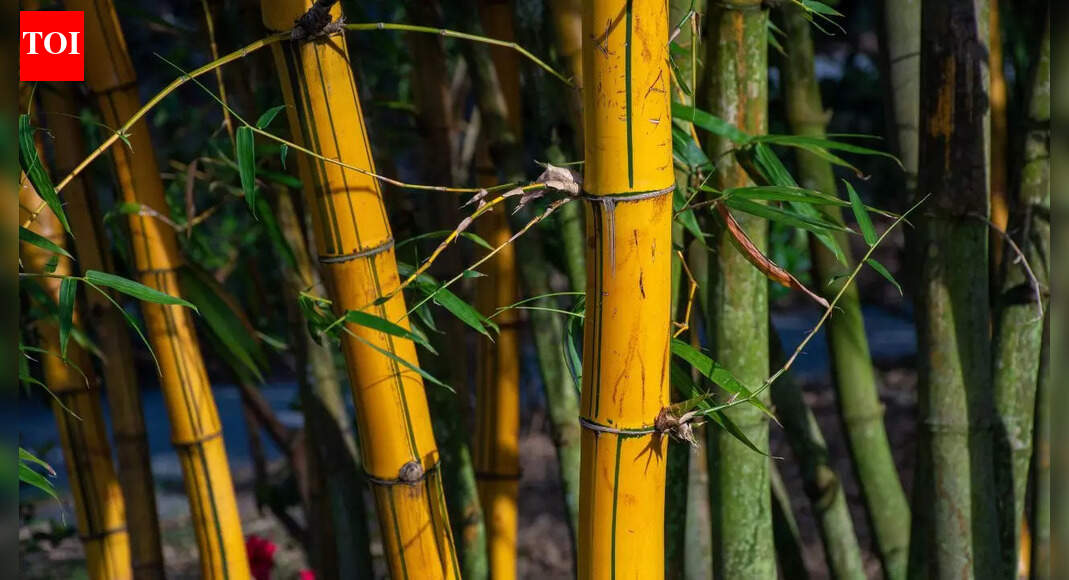 Asia’s Ice Age secrets of thorny bamboo revealed by a 37,000-year-old fossil found in Manipur