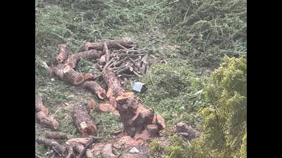 Powai residents fight against nod to axe and transplant over 100 fully-grown trees