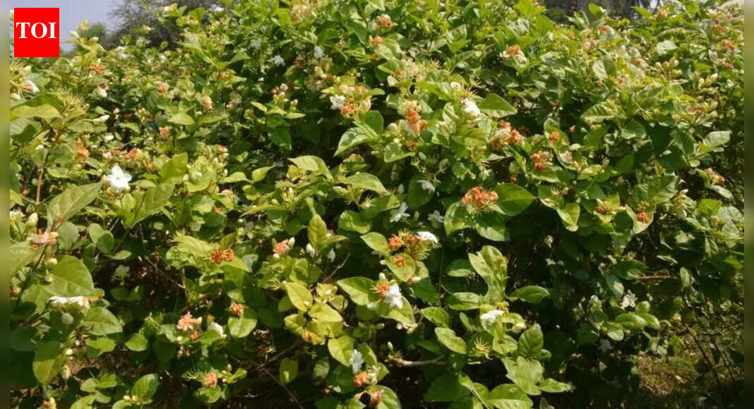 Woman duped of Rs 70 lakh in jasmine farming subsidy fraud