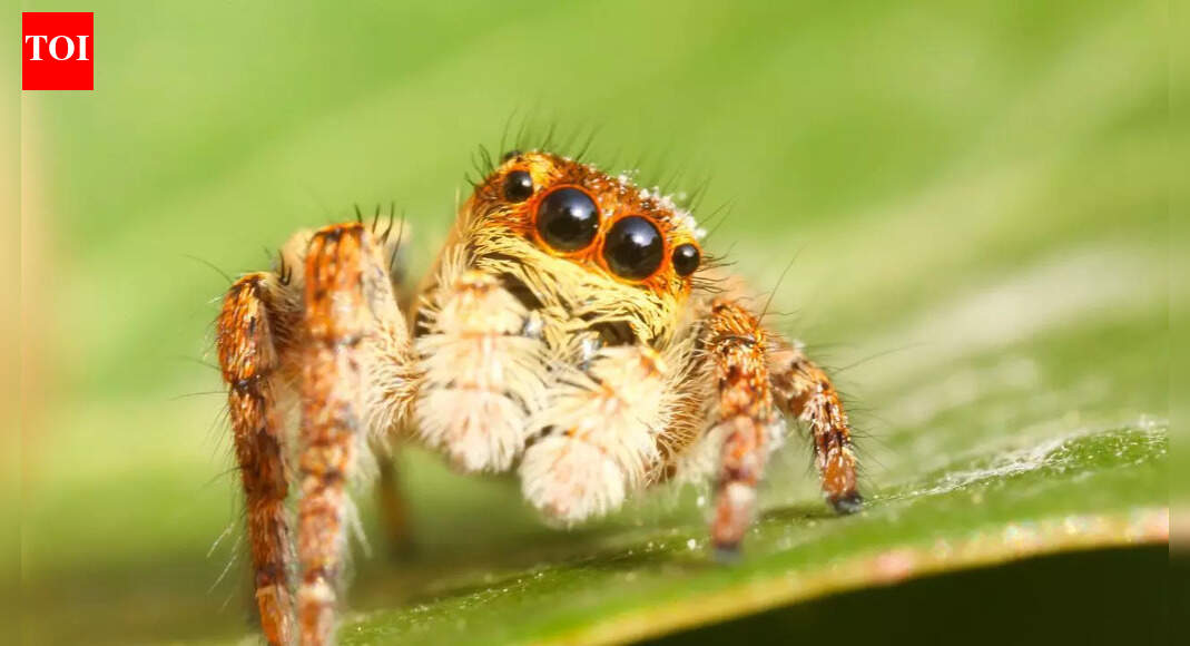 Can spiders feel affection towards humans? What science really tells us