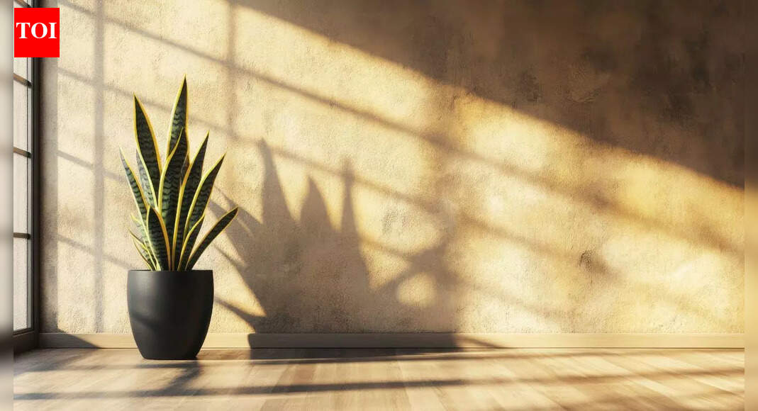 Indoor plants for sinus relief: How greenery improves air quality and eases congestion