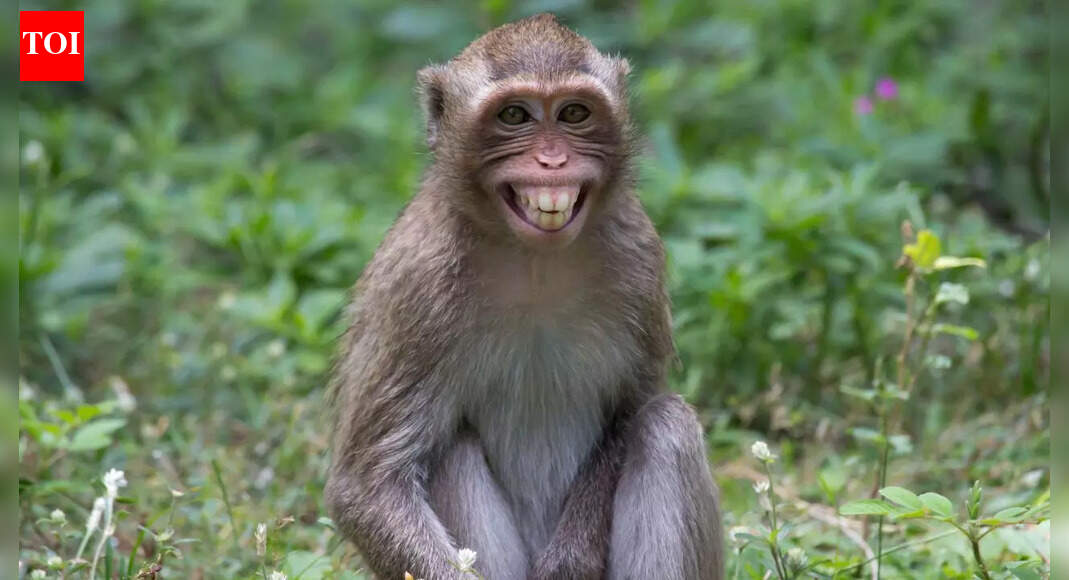 How to keep monkeys away from your home safely and effectively