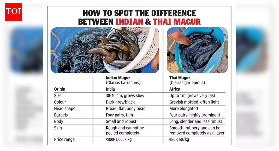 Banned catch on your plate? Thai magur widely available in NCR