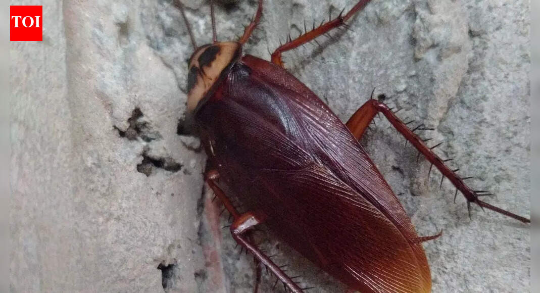 6 serious health diseases carried by cockroaches into homes: Tips to keep them away