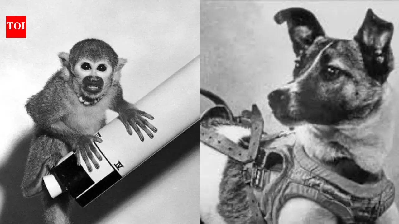 7 animals that became space travellers ahead of humans